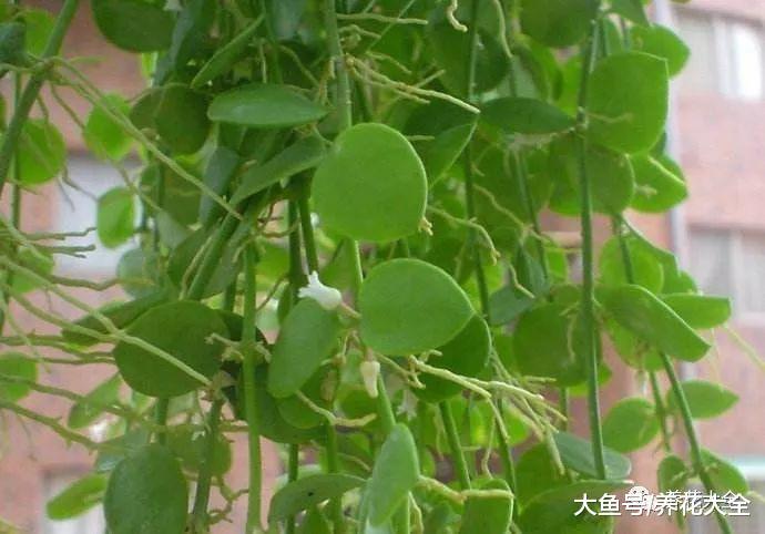 窗台上养几盆这个, 简单一打理, 连窗帘都省了!