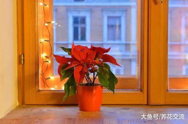 快要挂掉的一品红, 用这些技巧养一下就能重新上色