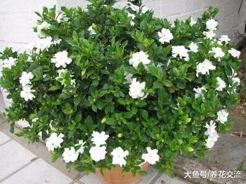 刚买没几天的栀子花为什么叶子开始发软, 盆栽养护有啥需要注意