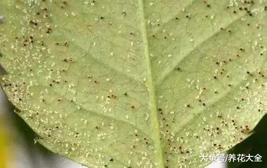 家里的花又招虫了? 学会这一招, 杀虫药不用买!