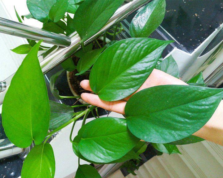 掰根绿萝枝, 咔咔切8段, 一个月就爆盆!