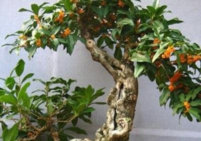 张大爷养“桂花”, 每月加1种“料”, 1年养了10盆, 花香扑鼻