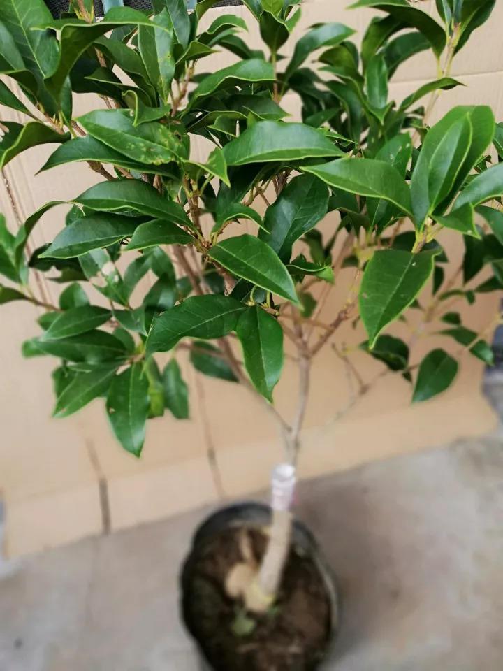 秋天就要养“土豪金”, 客厅摆一盆, 全家都财气满满!