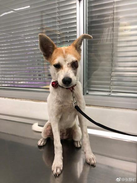 张静初爱心救助受伤弃养犬 获网友大赞“人美心善”