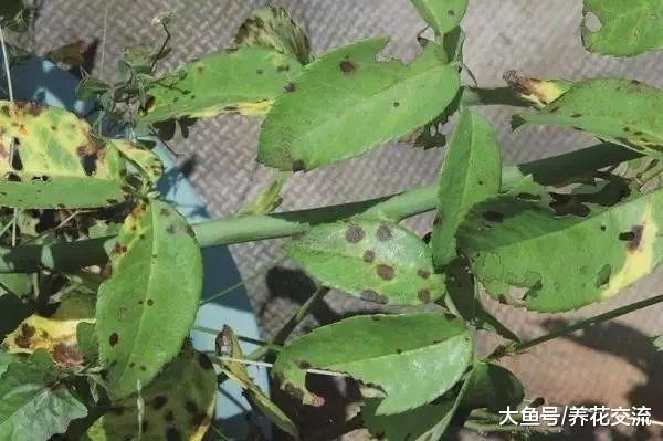 养护月季花夏季最容易出现的七个病虫害, 新手要这么解决这些难题