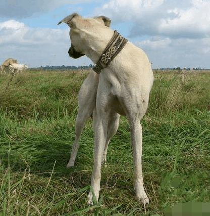 单身狗: 我走了, 祝你们幸福