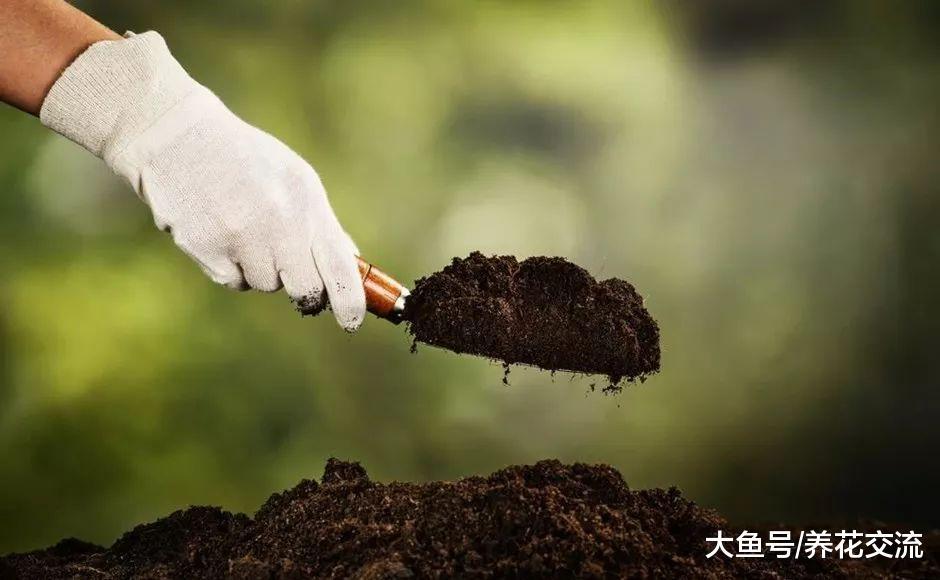 如何准备适合植物花卉生长的有机土壤, 还能种出健康的蔬菜园
