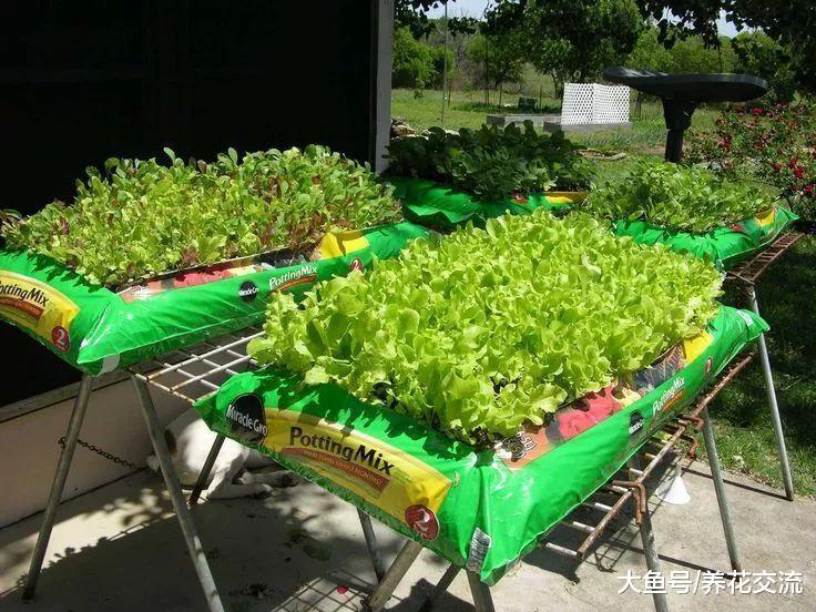 废弃的塑料袋不要扔了, 用来养花还有10个实用的好处