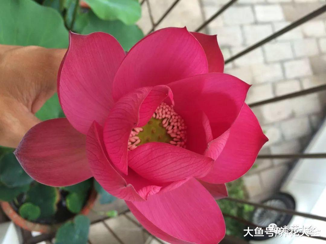 天热就在家养盆莲花, 不用出门都有花赏!