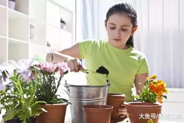 室内播种要注意这些事项, 保证每种植物花卉更好地进行培育