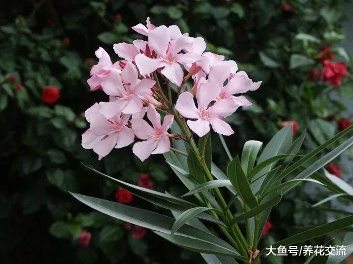 11种会危害孩子和宠物健康的有毒植物, 不要将它们养在室内