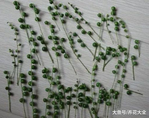 多肉扦插的时候, 在盆里加点这个, 1周就能生根!