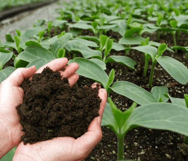 土壤板结花不长? 加点“腐叶土”, 小花苗全都冒出来