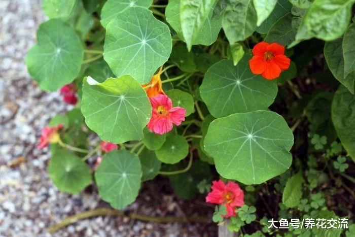 可以养成盆栽爬藤植物的7种花卉, 容易养护, 开花特别灿烂