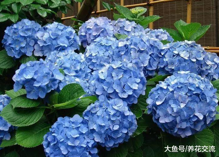 在院子上种上这11种花, 家里365天都有五彩缤纷的花观赏