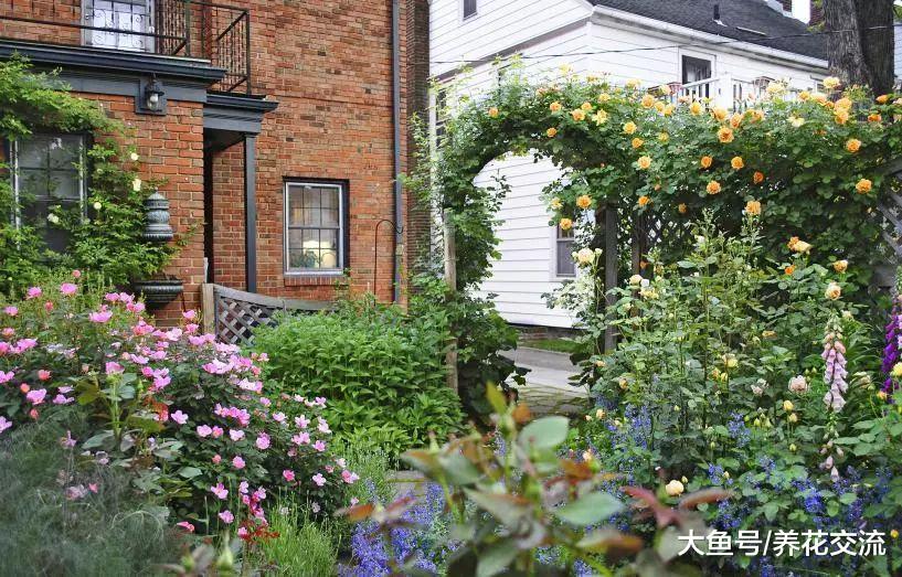 花友的草坪改造成一片玫瑰园, 种满各种月季花