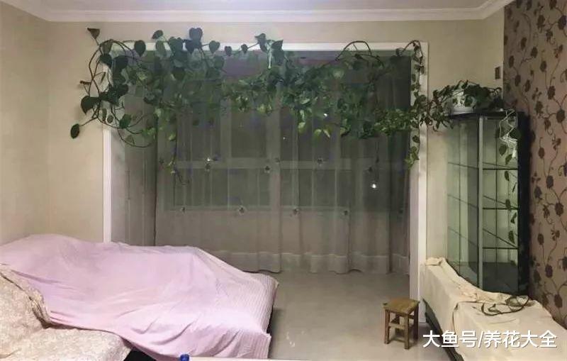 百合还能倒着长? 这些植物长起来, 你都不敢相信!