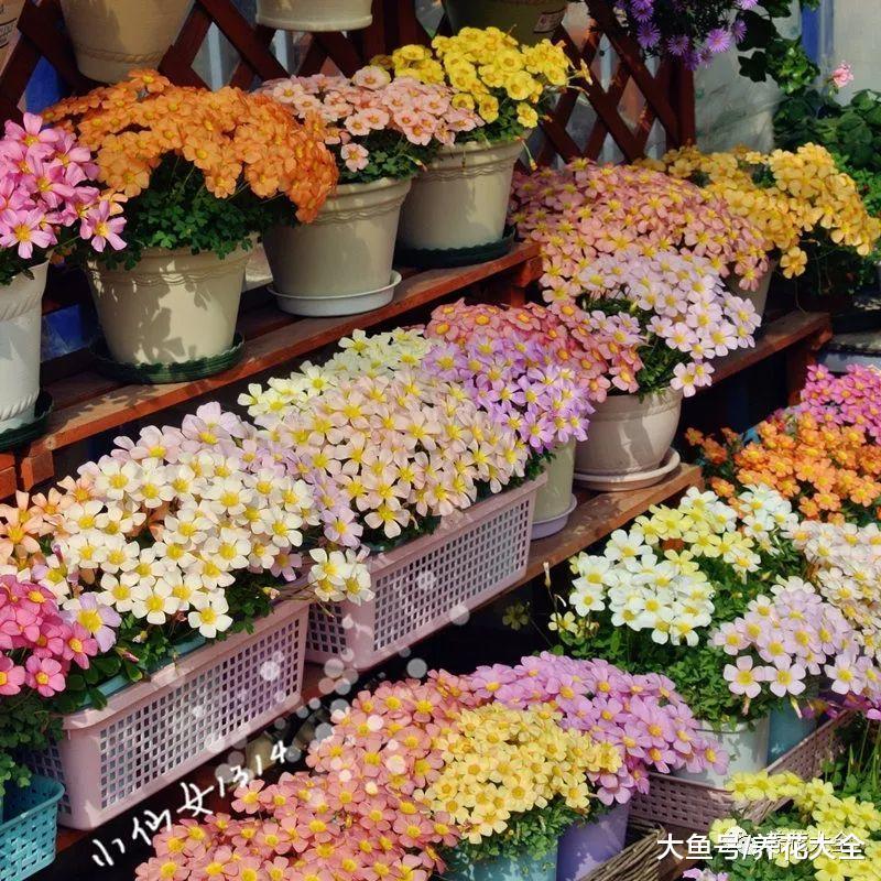 这些花便宜又好养, 撒土里就开花, 夏天不养太亏了!