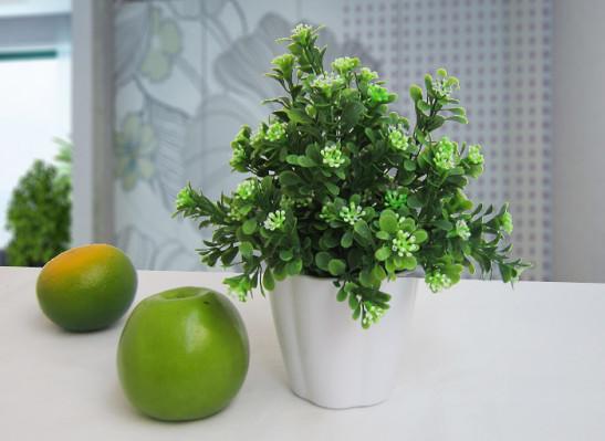 过期的药片是“宝贝”, 给花盆里丢一片呼呼长, 比施肥还灵