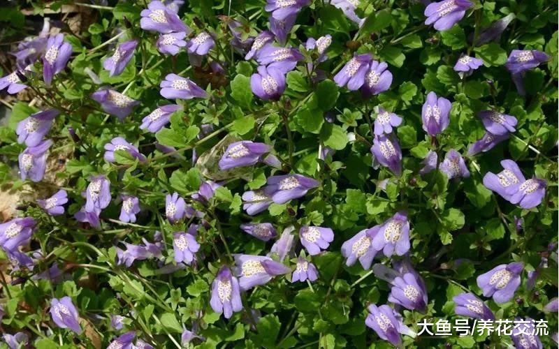 这6种植物铺在地面上就能不断开花繁殖, 还能避免杂草长出来