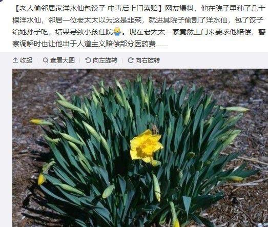 误把水仙当韭菜, 偷割来包饺子, 孙子吃了差点酿悲剧!