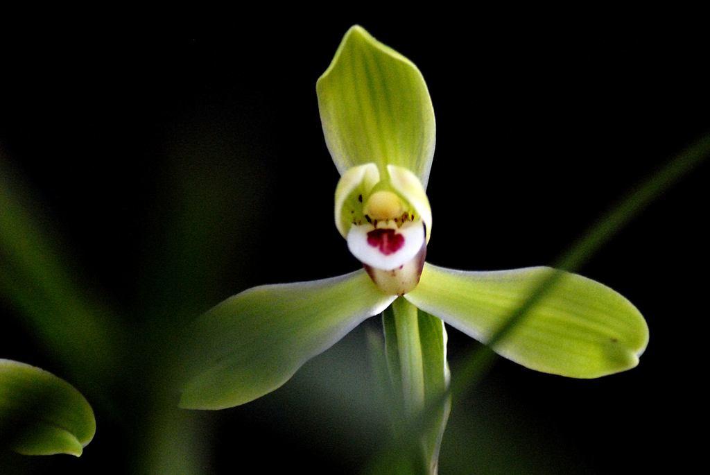 关于兰花冬季管理的“3个小技巧”