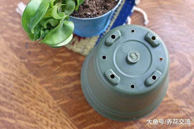 这九种蔬菜非常适合栽种在番茄的旁边, 能够互相促进生长
