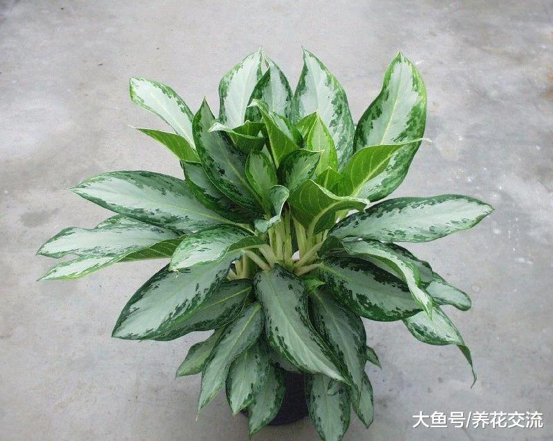 5种适合栽种在低光照环境下的室内植物