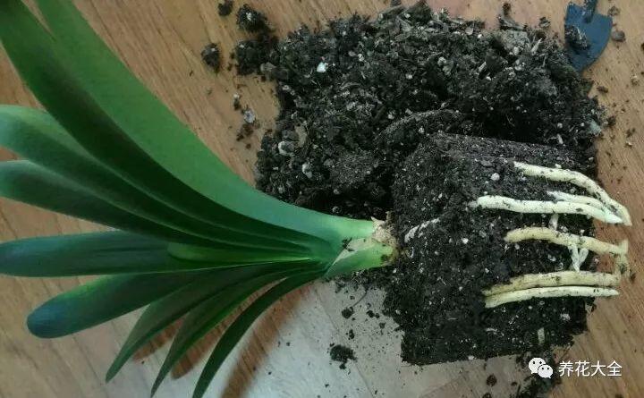 夏天养花别乱折腾, 注意这一点, 过后越长越旺盛!