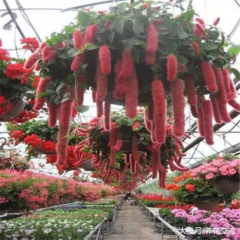 家里养这十种红色的盆栽花卉, 整个家里都变得更加有活力