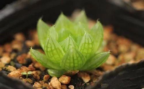 这种多肉, 第一次见到的人, 还以为是翡翠摆拍出来的
