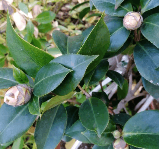 茶花别乱养, 一个动作错了, 刚长的花苞就掉!