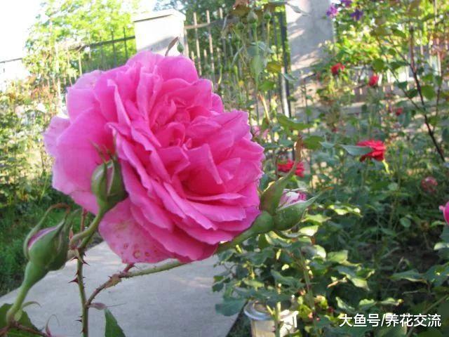 月季花的黑斑病用这几个方法都可以控制, 减少病虫害
