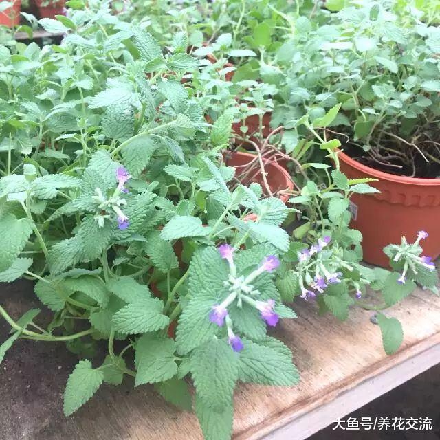 12种能够快速去除蚊子的神奇植物, 效果有没有想象那么好呢?