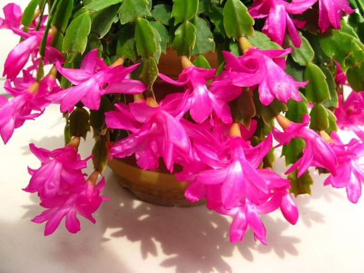 中秋前, 扦插“4种”花卉, 年底“爆盆”开花, 过年更“红火”