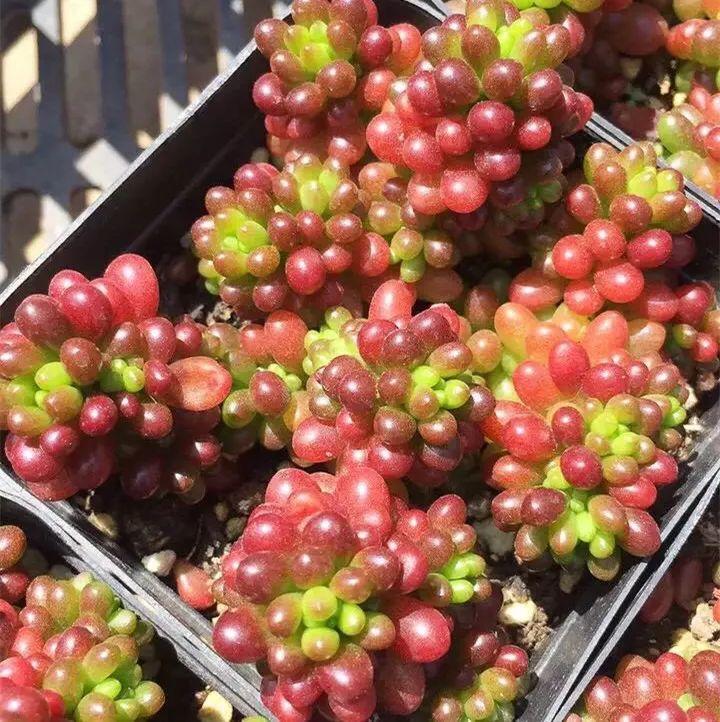 多肉养成葡萄串, 叶子亮晶晶, 邻居看了都羡慕!