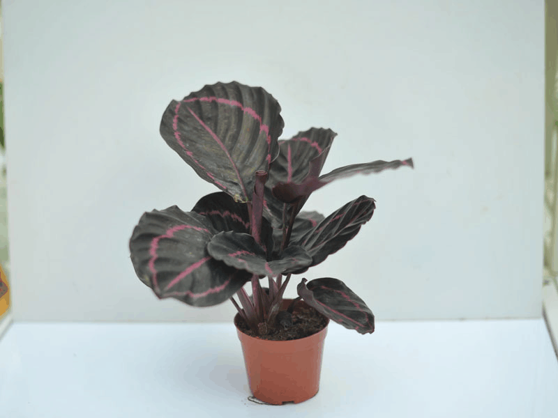 这种植株, 阴暗处也能长, 叶片长开后比花还好看!