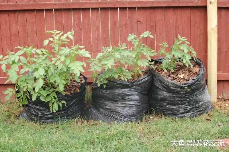 废弃的塑料袋不要扔了, 用来养花还有10个实用的好处