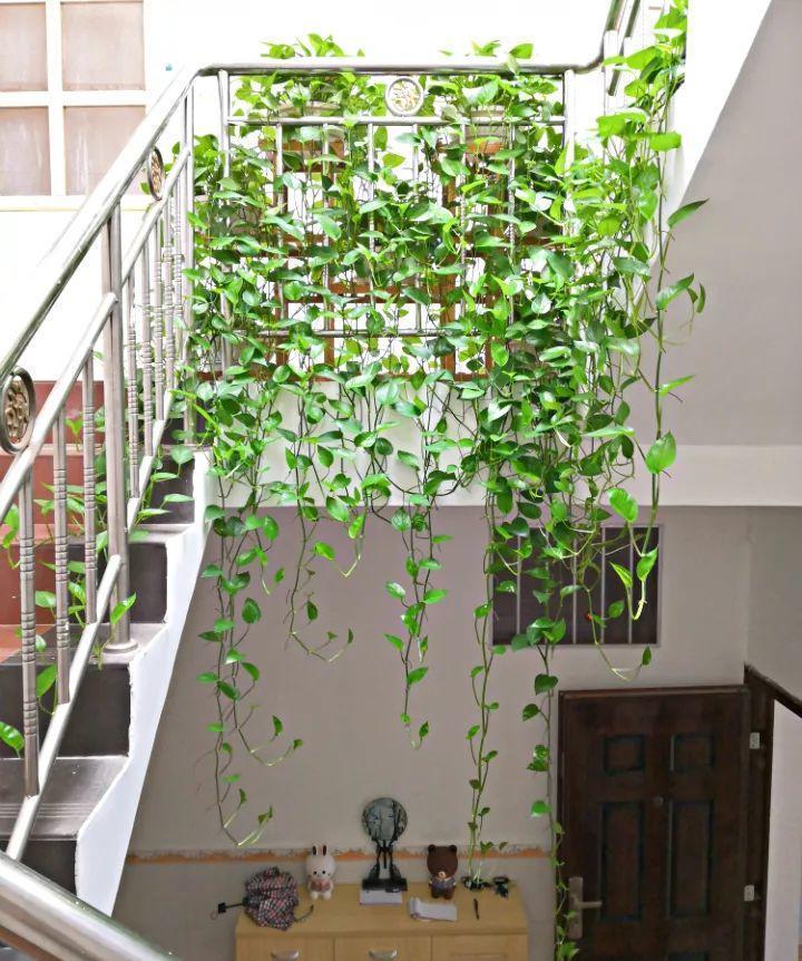 1瓢水1根绳, 绿萝养成电视墙, 亲朋好友谁见谁夸!