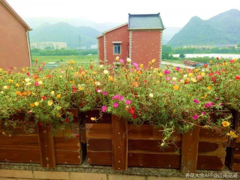 这些花不怕热, 越晒开的花越多, 养在家里能开一夏天!