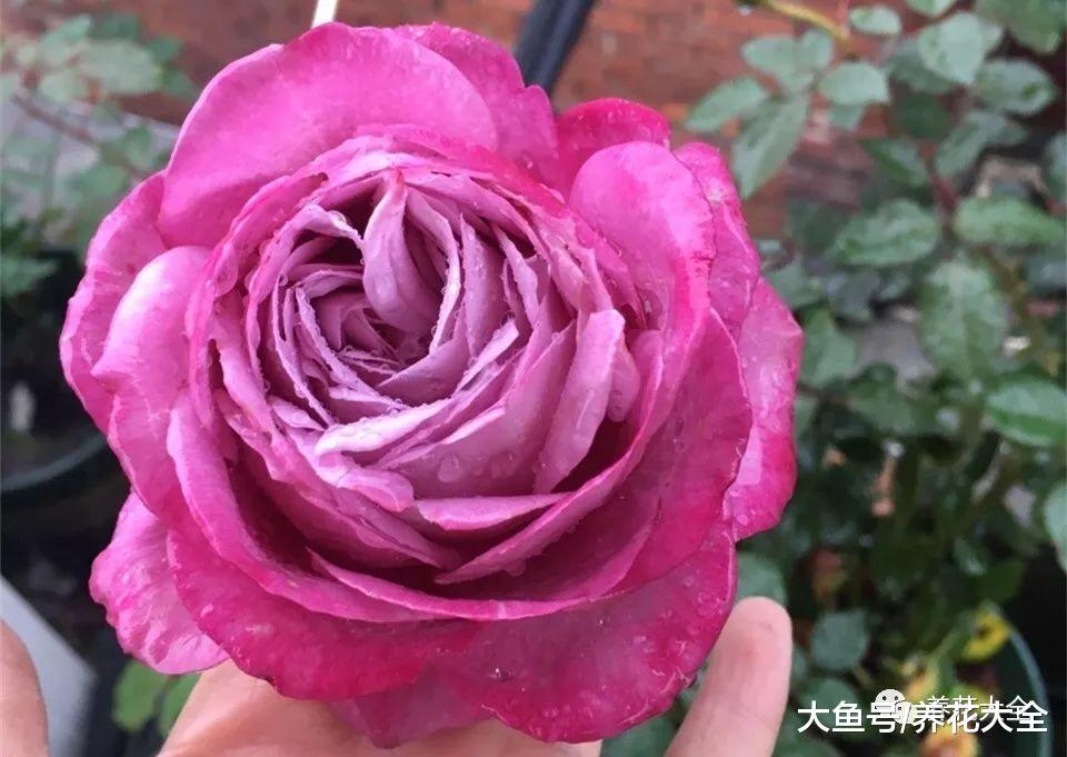 这99种月季, 随便挑一种, 就能打造一个花园!