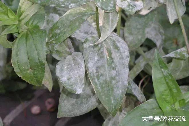 养在家里的盆栽植物特容易被这4种病害感染, 你知道如何处理不?