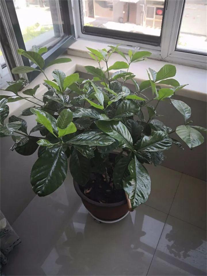 栀子茉莉, 秋冬这样养, 枝条壮实好过冬!