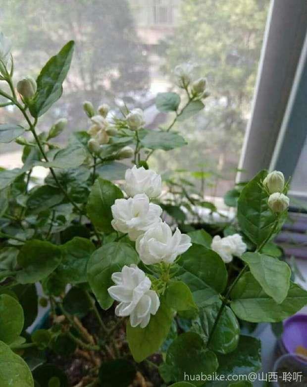 刚买的茉莉就掉花苞? 给它这样换点土, 开得又快又多!