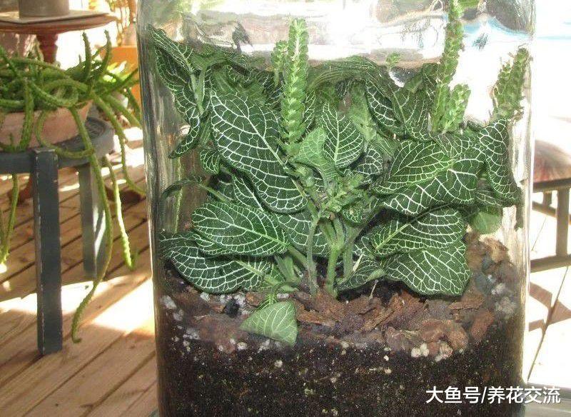 在废弃的玻璃瓶里也能种出一个迷你植物景观