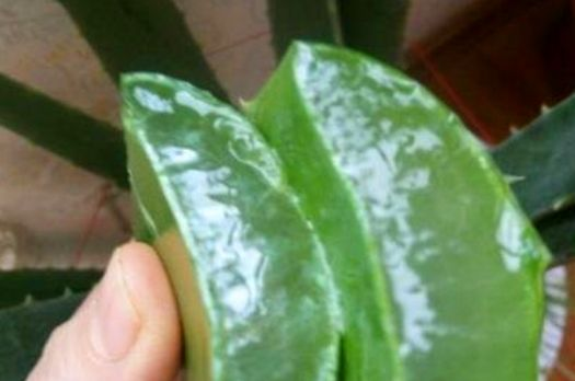 养“蝴蝶兰”, 用这“体液”兑上水, 花芽蹿满枝!