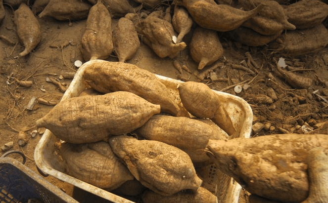 人到40岁无论男女, 这些食物多吃点, 扫除血管垃圾, 一辈子没血栓