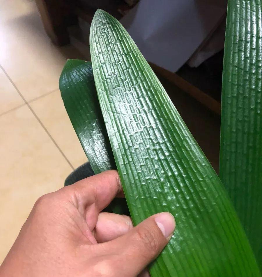 倒出来的废油, 君子兰盆里放一点, 叶子绿得像打了蜡!