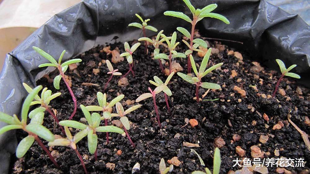 这种花就叫死不了, 还有人能将它养死么?