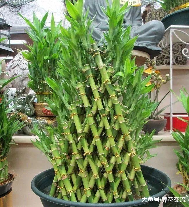 适当修剪富贵竹是否可以促进它的茎叶生长呢?